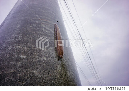 笠堀ダムの電柱を這うヤマナメクジ 笠堀ダムの電柱を這うヤマナメクジ 105516891