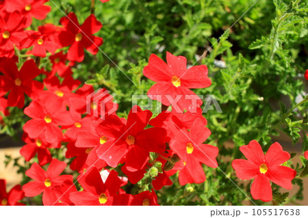 サンブリテニア　スカーレット 105517638