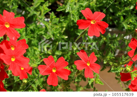 サンブリテニア　スカーレット 105517639