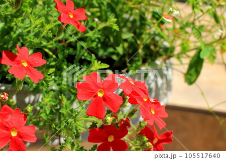 サンブリテニア　スカーレット 105517640