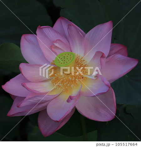 朝方の蓮　開花模様 105517664