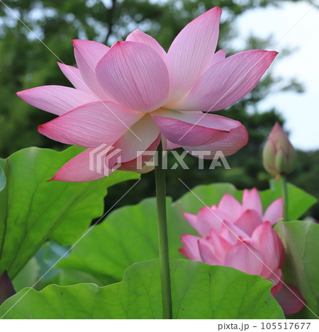朝方の蓮 開花模様 朝方の蓮 開花模様 105517677