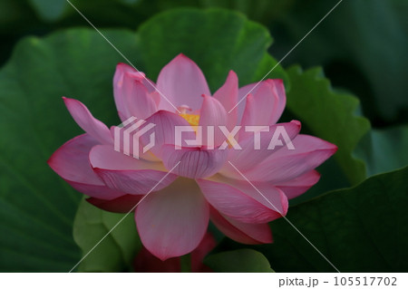 朝方の蓮　開花模様 105517702