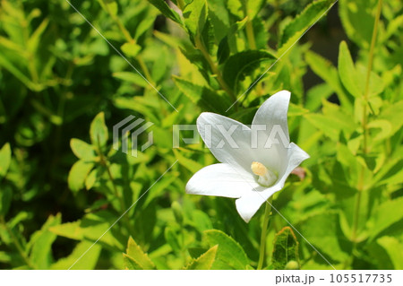 白桔梗 白桔梗 105517735