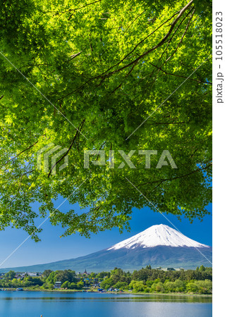 《山梨県》初夏の富士山・新緑の河口湖湖畔 105518023