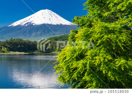 《山梨県》初夏の富士山・新緑の河口湖湖畔 105518030
