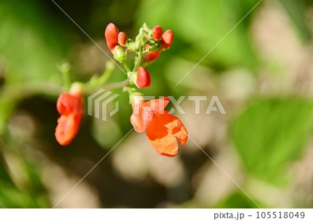 花豆の赤い花 105518049