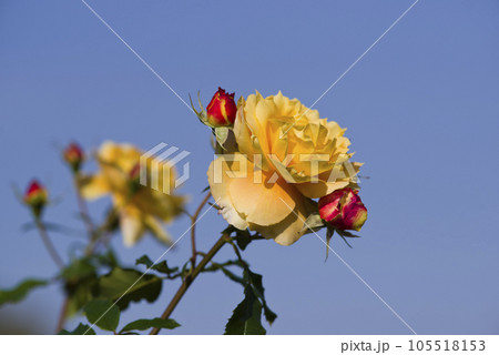 薔薇園にピンク色の薔薇の花が咲いています。このバラの名前は万葉です。 薔薇園にピンク色の薔薇の花が咲いています。このバラの名前は万葉です。 105518153