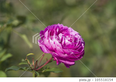 薔薇園に赤紫色のバラの花が咲いています。このバラの名前はフィネスです。 105518154