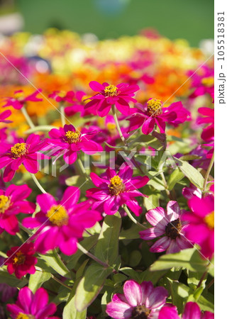 公園に色とりどりの花が咲いています。花の名前はジニアです。 公園に色とりどりの花が咲いています。花の名前はジニアです。 105518381