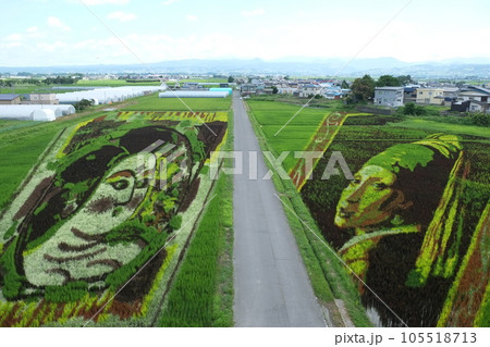 青森県田舎館村の田んぼアート2023年 青森県田舎館村の田んぼアート2023年 105518713