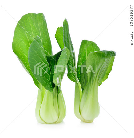 Bok choy (chinese cabbage) isolated on white 105519377