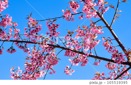 Wild Himalayan Cherry ( Prunus cerasoides ) ( Sakura in Thailand ) Wild Himalayan Cherry ( Prunus cerasoides ) ( Sakura in Thailand ) 105519395