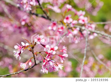 Wild Himalayan Cherry ( Prunus cerasoides ) ( Sakura in Thailand ) 105519396