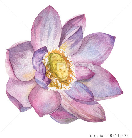 lotus flower painted with watercolor on a white background. isolated . Suitable for making business cards, logo, printing on various types of your design 105519475