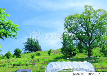 北海道紀行　6月の上野ファーム　午前のガーデン 105519495
