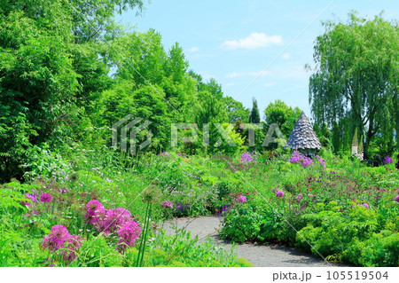 北海道紀行　6月の上野ファーム　午前のガーデン 105519504