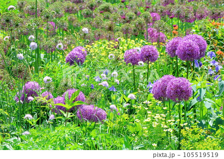 北海道紀行 6月の上野ファーム 午前のガーデン 北海道紀行 6月の上野ファーム 午前のガーデン 105519519