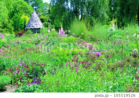 北海道紀行　6月の上野ファーム　午前のガーデン 105519526