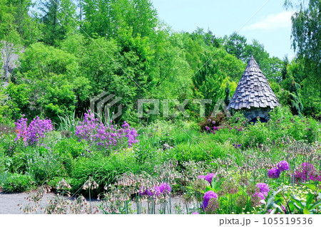 北海道紀行　6月の上野ファーム　午前のガーデン 105519536