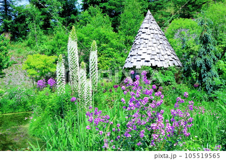 北海道紀行　6月の上野ファーム　午前のガーデン 105519565