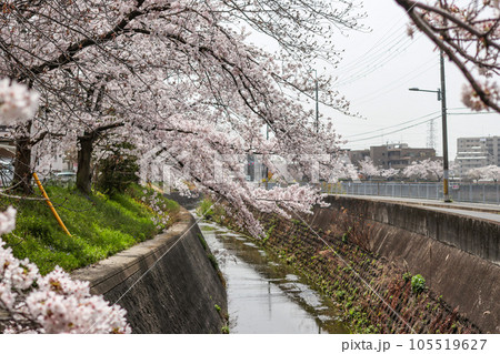 高川沿いに咲く満開の桜 高川沿いに咲く満開の桜 105519627