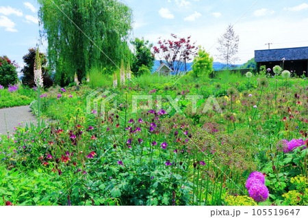 北海道紀行　6月の上野ファーム　午前のガーデン 105519647