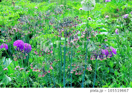 北海道紀行　6月の上野ファーム　午前のガーデン 105519667