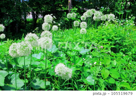北海道紀行　6月の上野ファーム　午前のガーデン 105519679