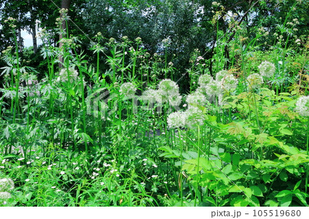 北海道紀行　6月の上野ファーム　午前のガーデン 105519680