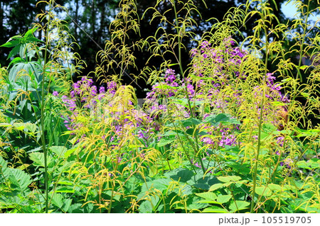 北海道紀行 6月の上野ファーム 午前のガーデン 北海道紀行 6月の上野ファーム 午前のガーデン 105519705