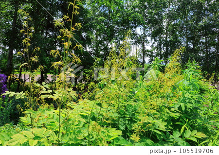 北海道紀行 6月の上野ファーム 午前のガーデン 北海道紀行 6月の上野ファーム 午前のガーデン 105519706