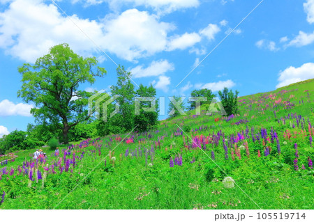 北海道紀行　6月の上野ファーム　午前のガーデン 105519714