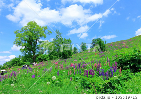 北海道紀行　6月の上野ファーム　午前のガーデン 105519715