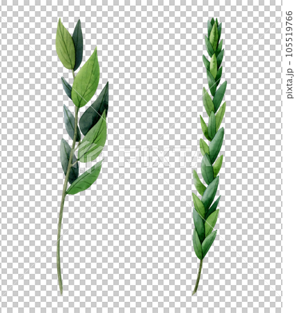 Watercolor myrtle branches Illustration set isolated on white background. Symbolic plant of a plant for Sukkot holiday species Watercolor myrtle branches Illustration set isolated on white background. Symbolic plant of a plant for Sukkot holiday species 105519766
