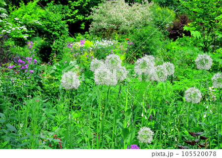 北海道紀行 6月の上野ファーム 午後のガーデン 北海道紀行 6月の上野ファーム 午後のガーデン 105520078