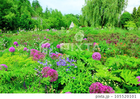 北海道紀行　6月の上野ファーム　午後のガーデン 105520101