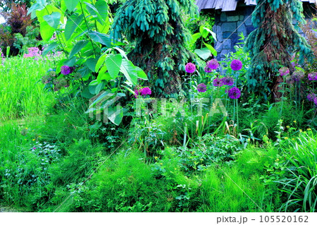 北海道紀行　6月の上野ファーム　午後のガーデン 105520162