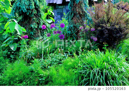 北海道紀行　6月の上野ファーム　午後のガーデン 105520163