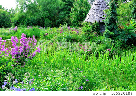 北海道紀行　6月の上野ファーム　午後のガーデン 105520183