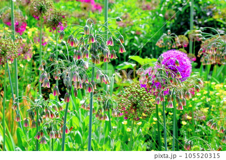 北海道紀行　6月の上野ファーム　午後のガーデン 105520315