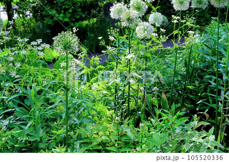 北海道紀行　6月の上野ファーム　午後のガーデン 105520336