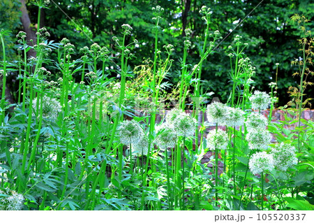 北海道紀行　6月の上野ファーム　午後のガーデン 105520337