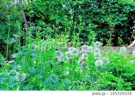 北海道紀行　6月の上野ファーム　午後のガーデン 105520339