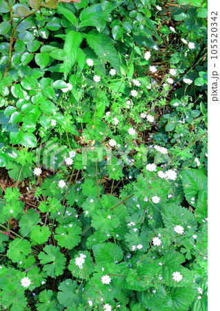 北海道紀行　6月の上野ファーム　午後のガーデン 105520342