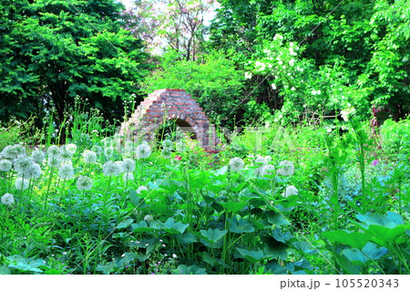 北海道紀行　6月の上野ファーム　午後のガーデン 105520343