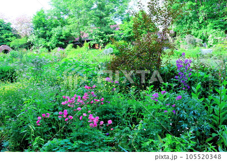 北海道紀行　6月の上野ファーム　午後のガーデン 105520348