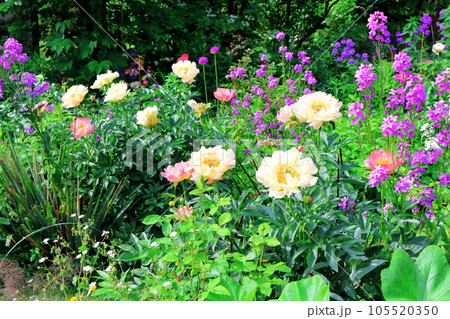 北海道紀行　6月の上野ファーム　午後のガーデン 105520350