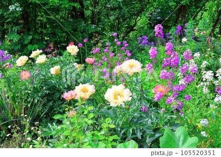 北海道紀行　6月の上野ファーム　午後のガーデン 105520351