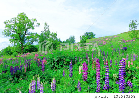 北海道紀行 6月の上野ファーム 午後のガーデン 北海道紀行 6月の上野ファーム 午後のガーデン 105520358